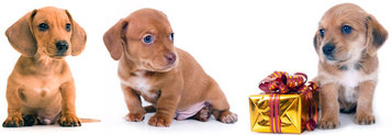 Kennel-free Dachshund Puppies